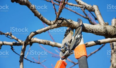 Réalisation de tailles d'arbres fruitiers et rosiers par votre jardinier paysagiste à Pont de Vaux