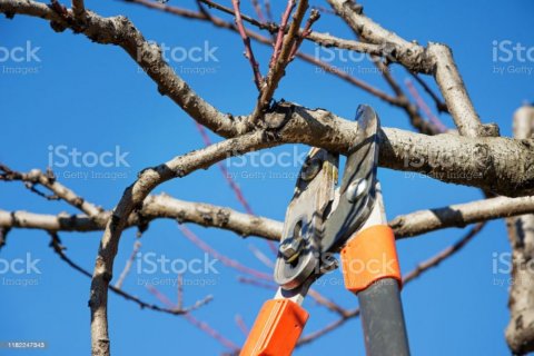 Réalisation de tailles d'arbres fruitiers et rosiers par votre jardinier paysagiste à Pont de Vaux